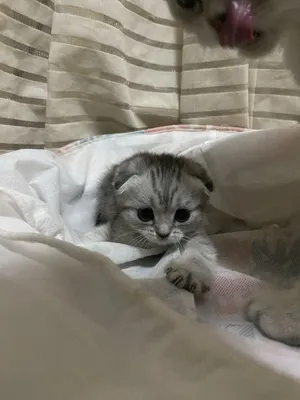 Шеншила мушукчалар СРОЧНО!