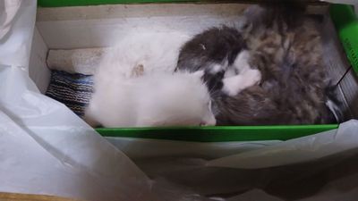 Г самарканд готовятся к продаже котята им пока 1 мес