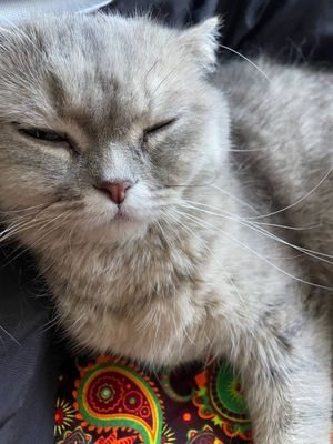 Mushuk sotiladi zoti nimaligini ham blmeman Padarka kegan Tugrisi