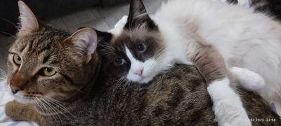 Биба и Боба Сноу шу , Сара скоттиш страйт