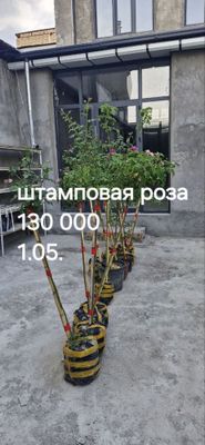 Штамповая роза дарахт сотилвотти