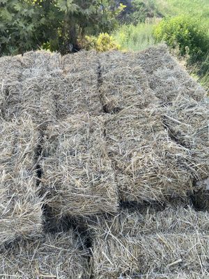 Beda pres ikki orim va birchi ekilgan yil g’umay aralash barra ichida
