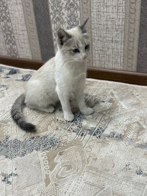 Котята отдаем в хорошие руки