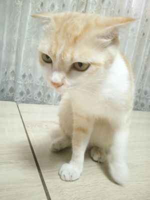 Pul zarur shunga soyapman
