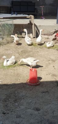 G'ozlar 2yilik sotiladi