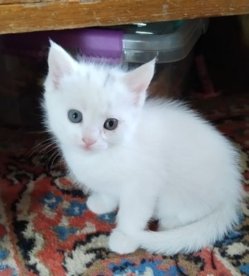 Продаются котята