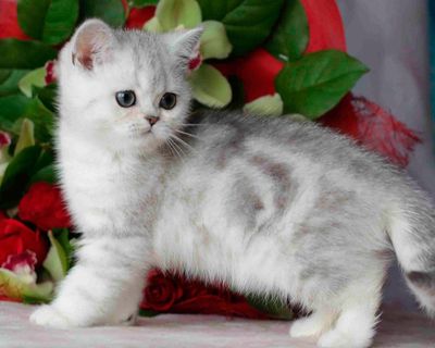 Британская шиншилла 3ойлик мушукча