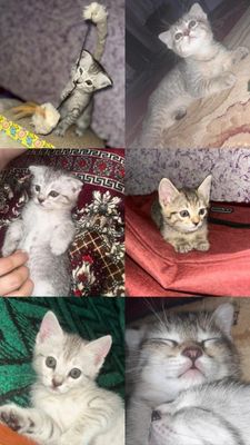 Продаются котятки