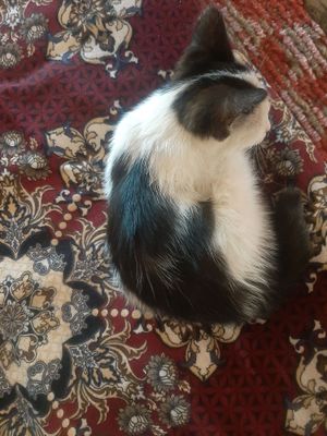 ikkalasini tekinga bervoraman yani, бесплатно
