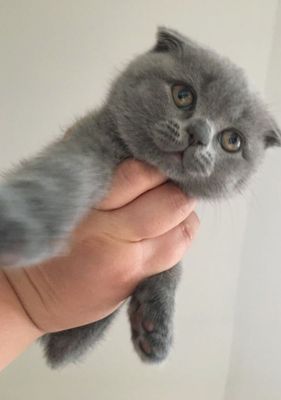Продаётся вислоухой фолд котенок