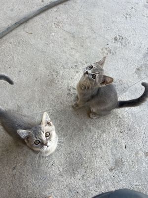 Британский котята