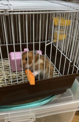 Хамяк продаю женского пола с клеткой