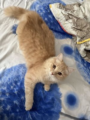 Котёнок персидские 6 месяцев