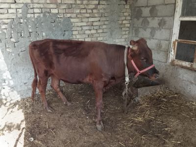 Arzon Buqa buxoro