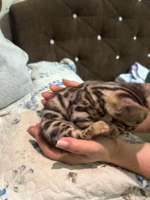 Бенгальские котята