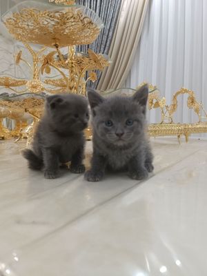 Фолд пишиклар сатилаи