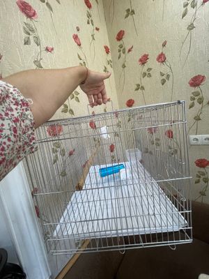Тоти куш учун сават икктаси олсангиз 300минг.