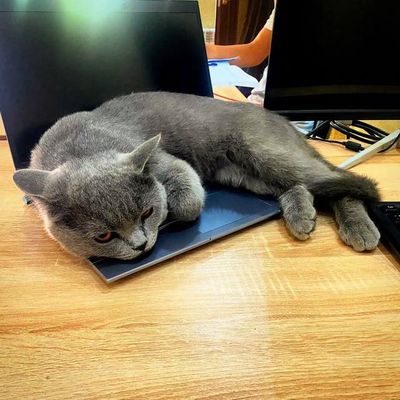 кошка скотиш страйд Биританский короткая щерсть, малчик полтара года