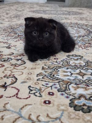 Scottish fold mushuklari sotiladi sumkasi blan