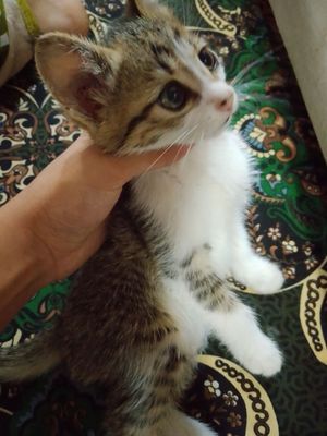 Mehribon qollarga beraman