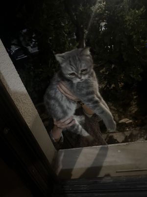 Эгзот кошка девочка