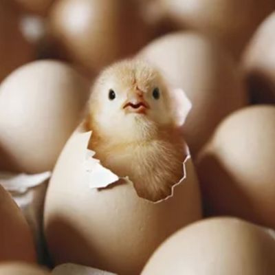 Инкубатор Хизмати