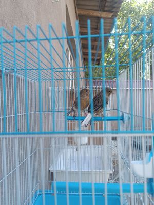 Продается канареики самки