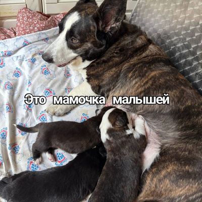 Продаются щенки чистокровные корги кардиганы, родились 29июня 2025 год
