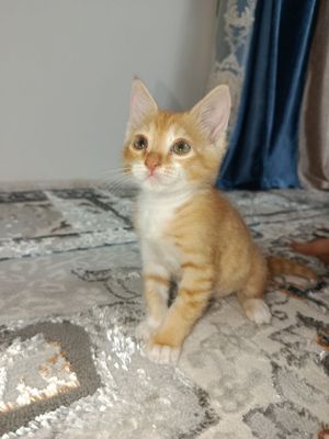 Продам котенка 2 месяцев