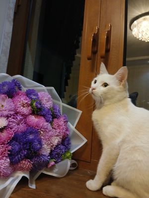 Кот Турецкая ангора