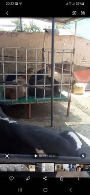 Qoyhona b/u 3 milyon kamibor
