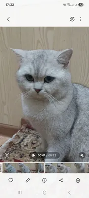 Qiz mushuklarni Vyazkaga taklif etamiz!