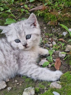 Шотландский кошка