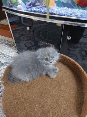 Шотландские шиншиллы - воплощение нежности