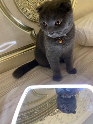 Scottish Fold кошка