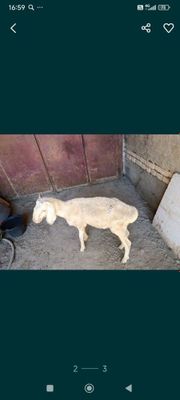 qoy tagal ahvoli yaxshi