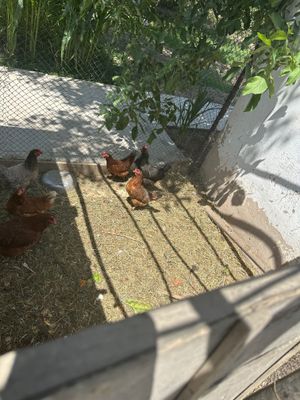Tovuqlar sotiladi 7 ta