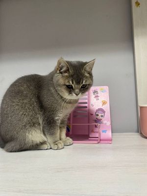 Британский скоттиш страйт девочка