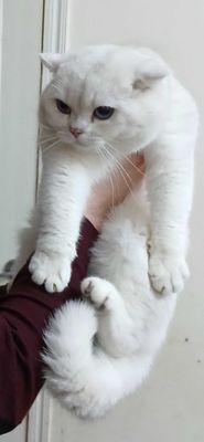 Вязка кошак, мушук чатиштириш
