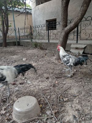 Брекел зотли жожа хороз