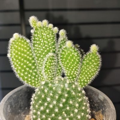 kaktus