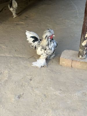 Kareyskiy yapon tovuq xoroz 3 ta jojasi sotiladi