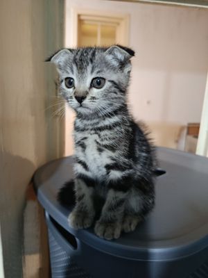 Продаются котята