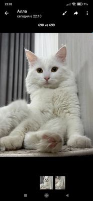 Животные и кошки
