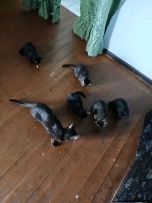 раздам котят