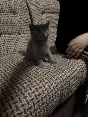Продается котенок