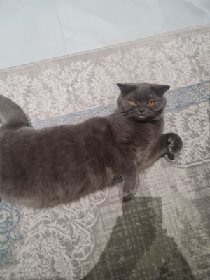 Скоттиш-страйт Шотланская прямоухая кошка,