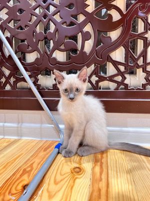 Продается котенок