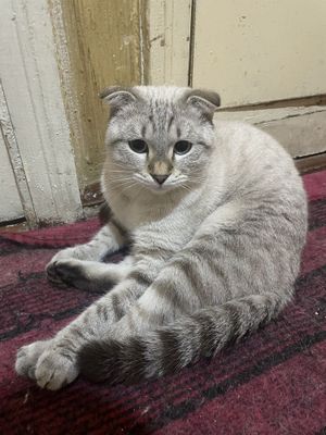 Вязка. Не продается! Бесплатно