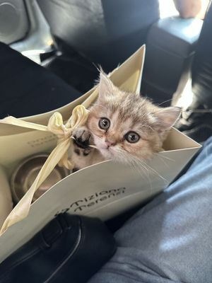 золотая шиншилла скоттиш фолд